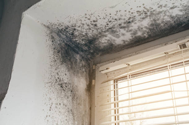 Affordable Crawl Space Mold Remediation solutions in Keasbey, NJ
